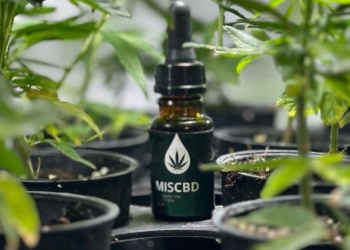Biofábrica retoma la entrega de aceite de cannabis: habrá 1.000 frascos mensuales como mínimo