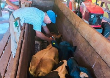 Misiones vacunó a más de 34.500 animales contra la fiebre aftosa