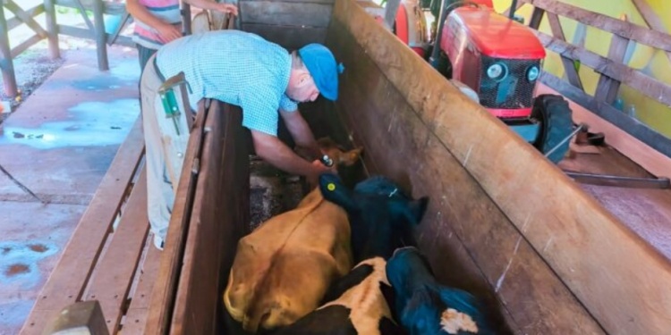MÁS SANIDAD. Fortalecen la prevención en los rodeos misioneros.