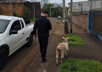 De Campo Ramón a Oberá: la misteriosa travesía de una cabra que terminó en plena calle