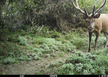Argentina se suma a una red de monitoreo de biodiversidad por medio de cámaras trampa