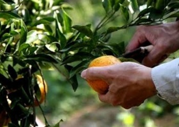 El sector citrícola del NEA enfrenta una fuerte crisis