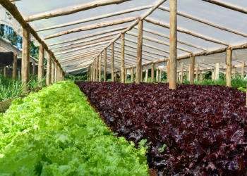 Cultivos hortícolas bajo cubierta: claves de manejo previo a El Niño