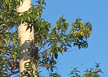 Oberá: fue atacado por un enjambre de abejas y permanece intubado en terapia intensiva