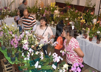 Se viene la 26ª Expo Orquídeas en Posadas: mirá cuándo y dónde es
