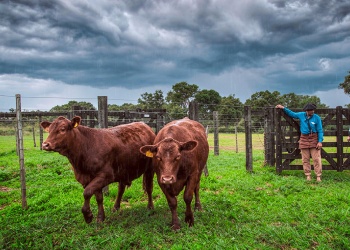 Ante el riesgo de crecidas, Misiones pidió a los ganaderos preparar la evacuación del rodeo