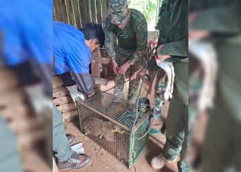 Un coatí cautivo atacó a un hombre y le provocó graves heridas en San José