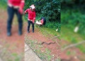 Capturaron una yarará de la cruz que apareció en una vereda de Posadas