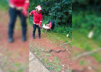 Capturaron una yarará de la cruz que apareció en una vereda de Posadas