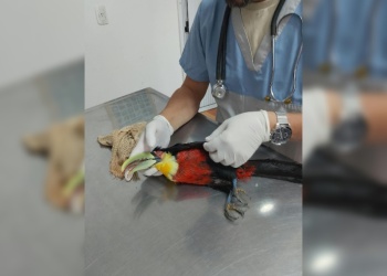 Llamados al 911 activaron diez rescates de animales en Misiones