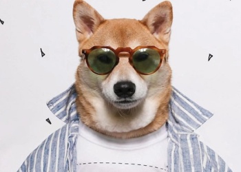 ¿Tu perro tiene Instagram?