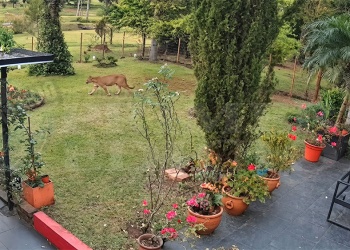 “Nadie nos creía”: cámaras registraron a puma que merodea una zona de Apóstoles