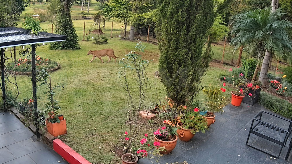 Puma registrado por cámaras en Apóstoles