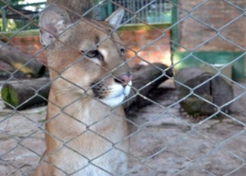 Misiones creó un registro único  para centros de fauna silvestre