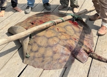 Sorpresa en el río Paraguay: pescadores capturaron una raya de 90 kilos