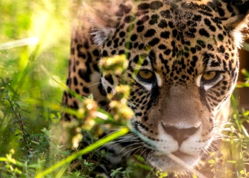 La Justicia aplicó la pena máxima por la caza de un yaguareté en Formosa