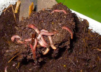 Humus de lombriz: cómo evitar los errores más comunes al producirlo
