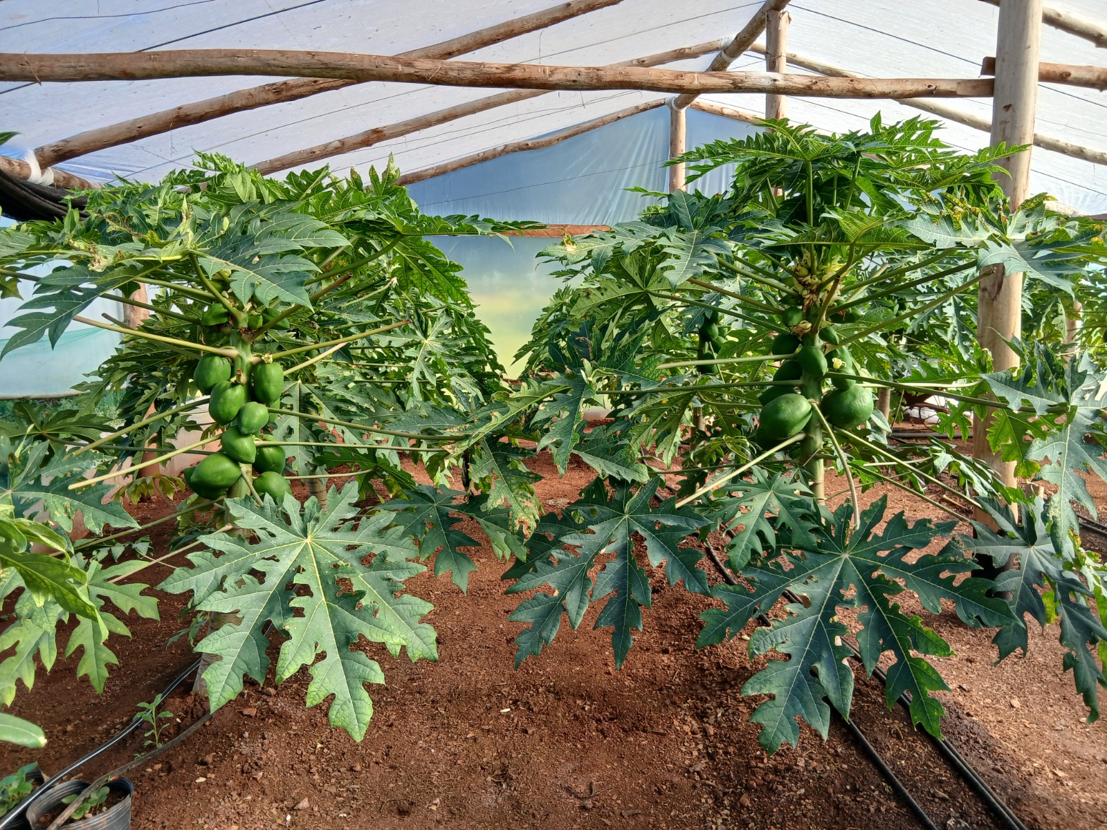 Plantas de mamón del híbrido Red Lady