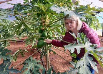 El mamón bajo invernadero muestra potencial en Misiones