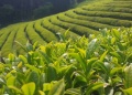 Yerba mate: dictan capacitaciones sobre el manejo de la planta