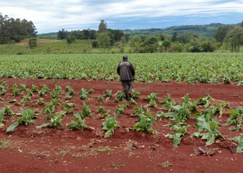 El granizo golpeó la producción de Salto Encantado y dejó pérdidas severas en cultivos