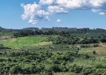 San Pedro: 120 familias combinan producción rural y restauración de más de 400 hectáreas de selva