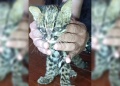 Rescató a un supuesto gatito atacado por perros y descubrió que era un gato tirica