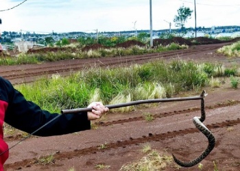 Posadas: desmalezaba un terreno en Itaembé Guazú y apareció una yarará crucera