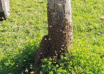 Advierten que eliminar enjambres con insecticidas puede resultar más peligroso