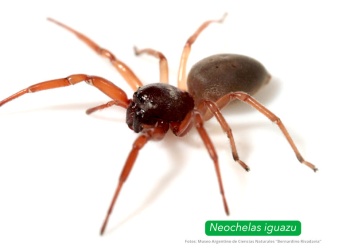 Hallaron en Misiones cuatro especies de arañas sin registros científicos previos en Argentina