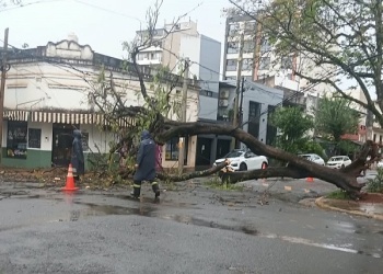 Posadas: un añejo árbol se desplomó a la calle, causó daños en el tendido eléctrico y el tránsito