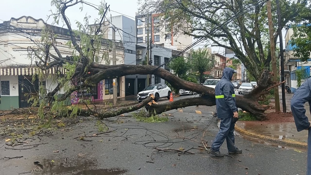 Árbol caído en Posadas