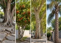 De la palta al ficus: qué árboles pueden generar problemas en las veredas