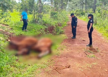 Dos caballos murieron electrocutados en un camino rural de Itacaruaré