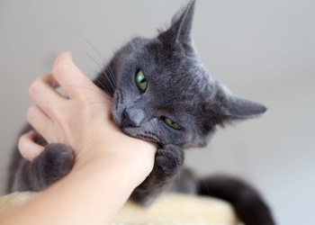 Mostró un curioso truco para que su gato no lo muerda y se volvió viral
