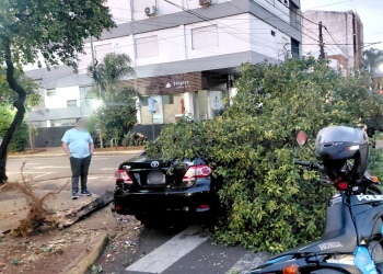 Se habría dormido al volante y chocó contra un poste y un árbol