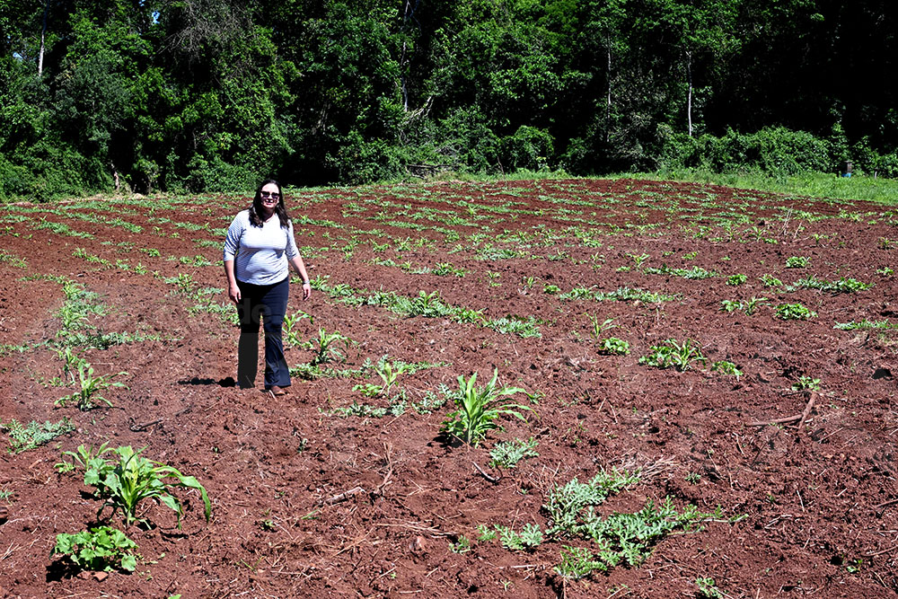 Chacra productiva en Ruiz de Montoya