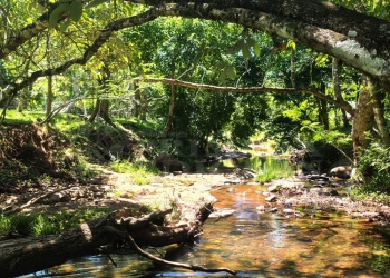 Don Emilio: un camping  entre cerros, monte y agua de vertiente en Andrade