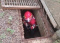Serpientes, zarigüeyas y un gatito: bomberos rescataron a cinco animales en Posadas