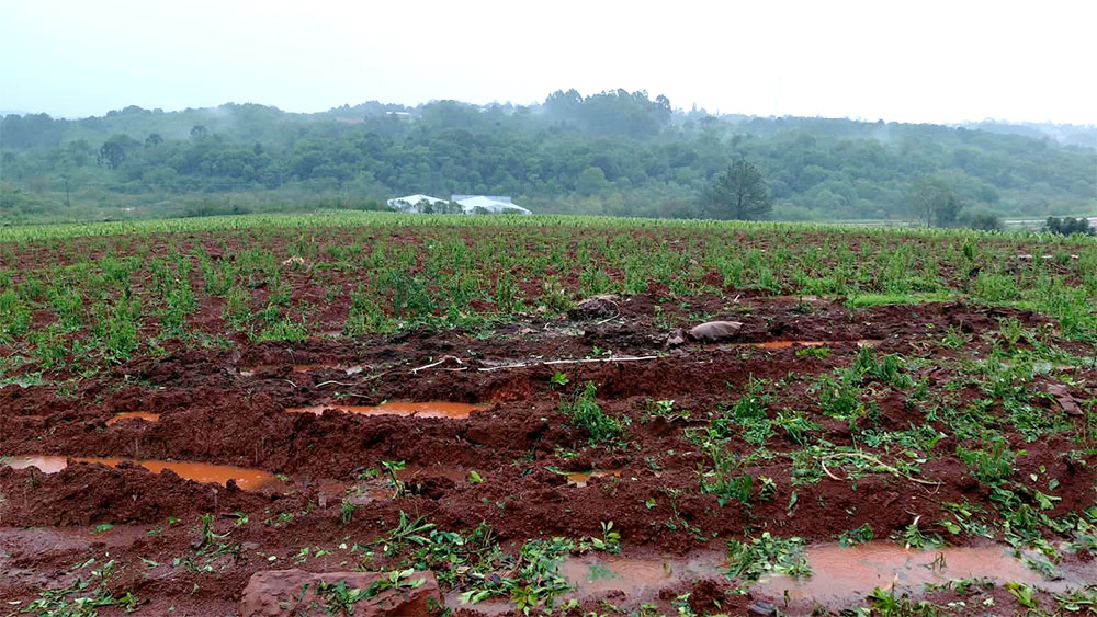 Granizo en plantaciones de tabaco en Misiones