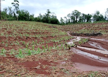 El granizo agrava las pérdidas tabacaleras mientras la Nación aún adeuda compensaciones del año pasado