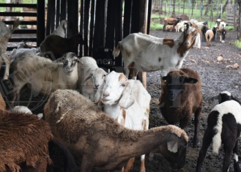 Mil y un sueños: Hace 10 años comenzó con 7 cabras y ahora suma producción y turismo
