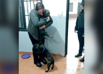 Greta y Roco, los perros que aparecieron en un boliche de Oberá, volvieron a casa