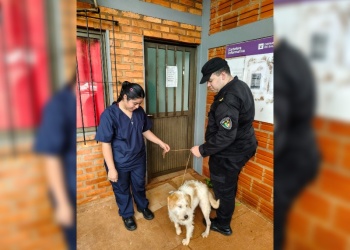 Detuvieron a un hombre acusado de maltratar a su cachorro en Oberá
