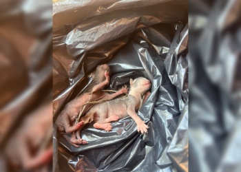 Pensó que había comadrejas en su techo, pero los bomberos encontraron dos gatitos recién nacidos