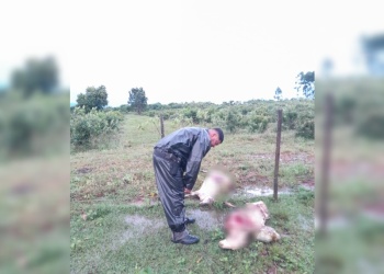 Dos perros atacaron a un rebaño y mataron a cinco ovejas en Parada Leis