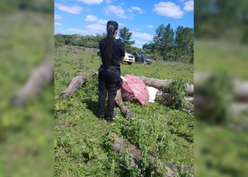 Un hombre de 69 años murió tras ser embestido por un vacuno en Apóstoles
