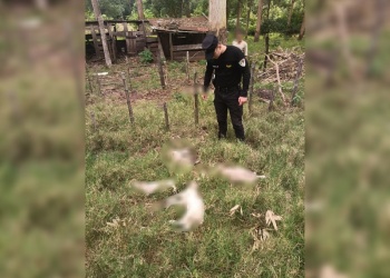Investigan la muerte de diez ovejas en Cerro Azul por un posible ataque animal