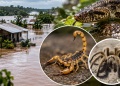 Lluvias e inundaciones: cómo prevenir accidentes con animales ponzoñosos