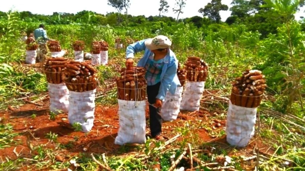 Mandioca en Misiones